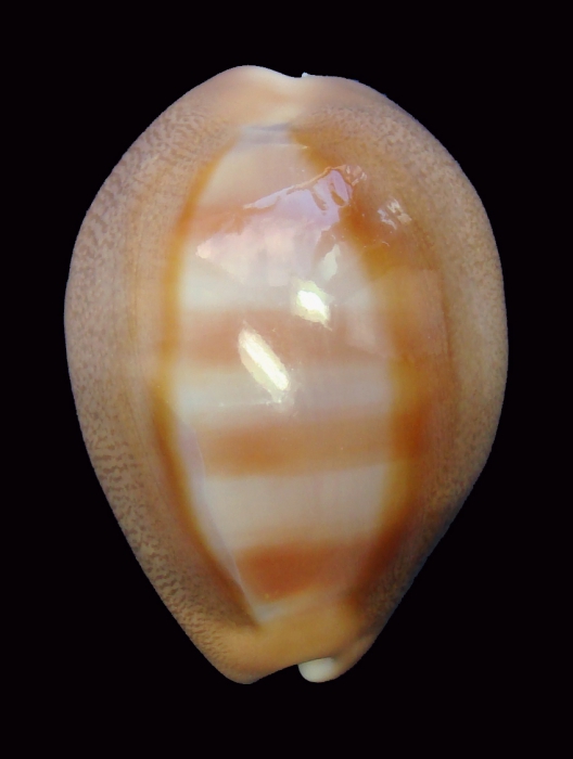 Lyncina aliceae (paratype 6_35.48mm)