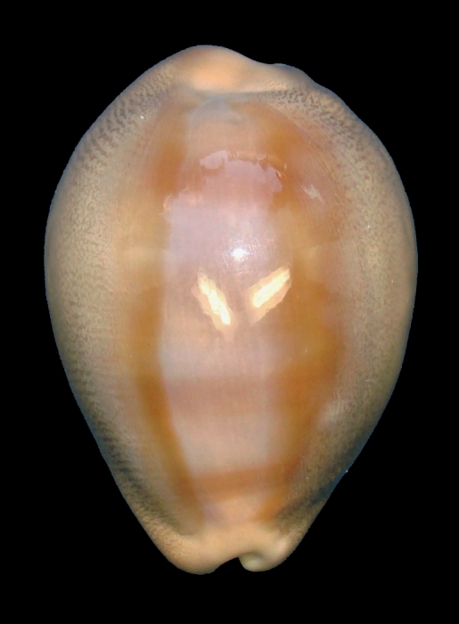 Lyncina aliceae (paratype 16_33.37mm)