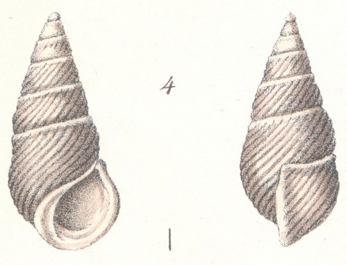 Rissoina adamsiana Weinkauff, 1881