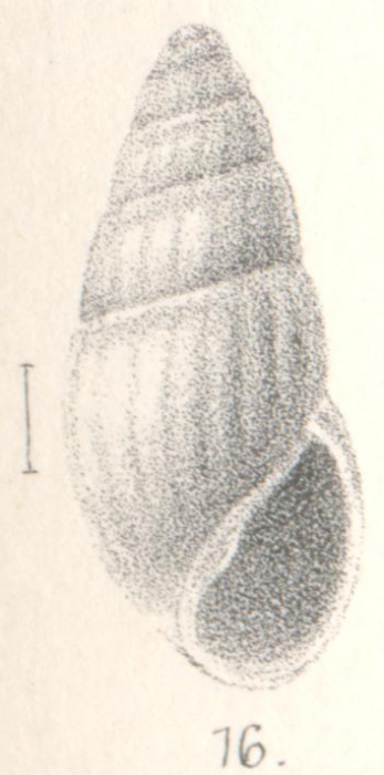 Rissoina applanata Melvill, 1893 Rissoina applanata Melvill, 1893