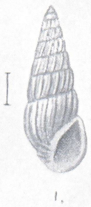 Rissoina angusta Preston, 1908 Rissoina angusta Preston, 1908