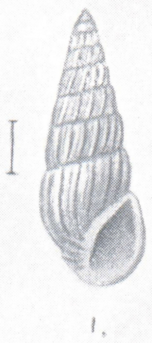 Rissoina angusta Preston, 1908