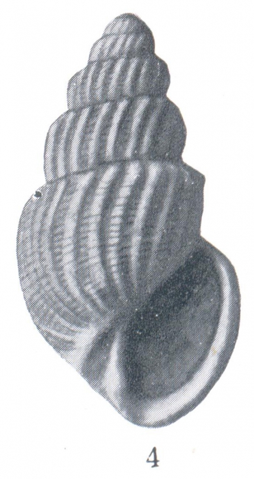 Microstelma arescum (Woodring, 1928)