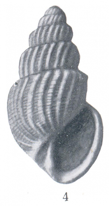 Microstelma arescum (Woodring, 1928) Microstelma arescum (Woodring, 1928)