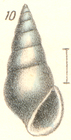 Rissoina affinis Garrett, 1973