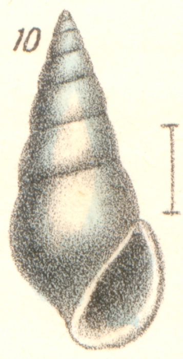 Rissoina affinis Garrett, 1973 Rissoina affinis Garrett, 1973
