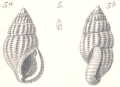 Mollusca (molluscs)