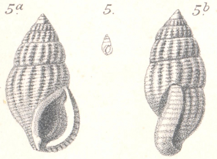 Stossichia costata Boettger, 1887 Stossichia costata Boettger, 1887