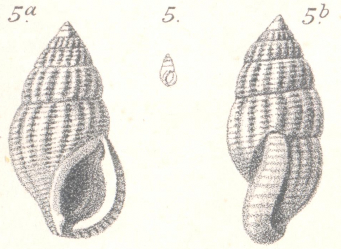 Stossichia costata Boettger, 1887