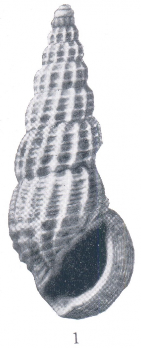 Phosinella debussa (Woodring, 1928) Phosinella debussa (Woodring, 1928)