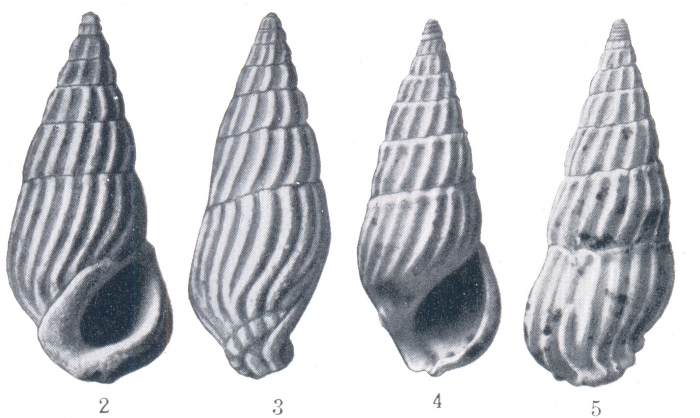 Zebina ditomus (Woodring, 1928) Zebina ditomus (Woodring, 1928)
