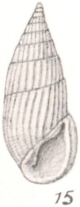 Rissoina crebrecostata Thiele, 1930