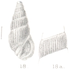 Rissoina delicatula Preston, 1905