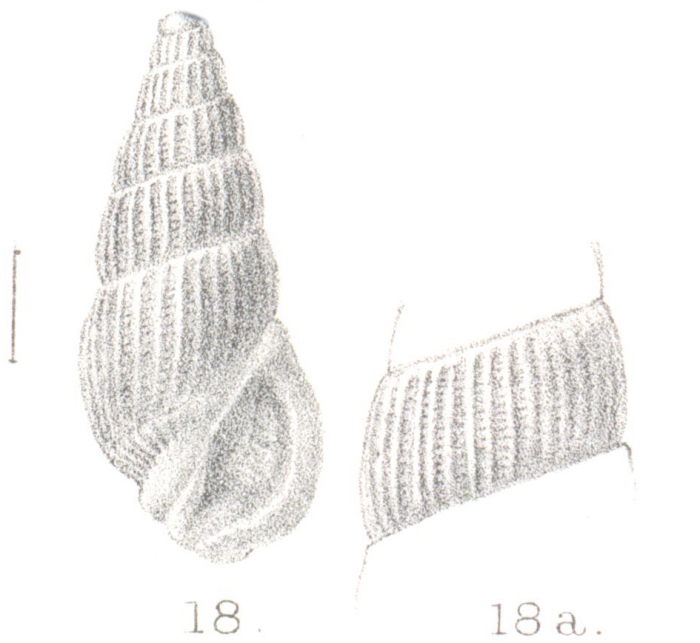 Rissoina delicatula Preston, 1905 Rissoina delicatula Preston, 1905
