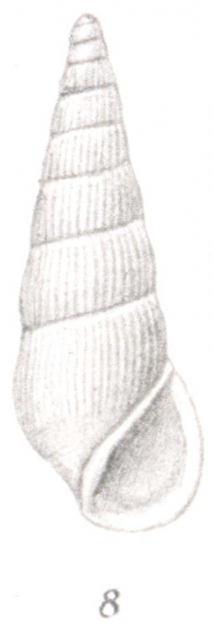 Rissoina denseplicata Thiele, 1925