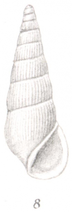 Rissoina denseplicata Thiele, 1925 Rissoina denseplicata Thiele, 1925