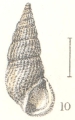 Mollusca (molluscs)