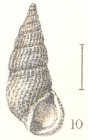 Rissoina elegantula Angas, 1880