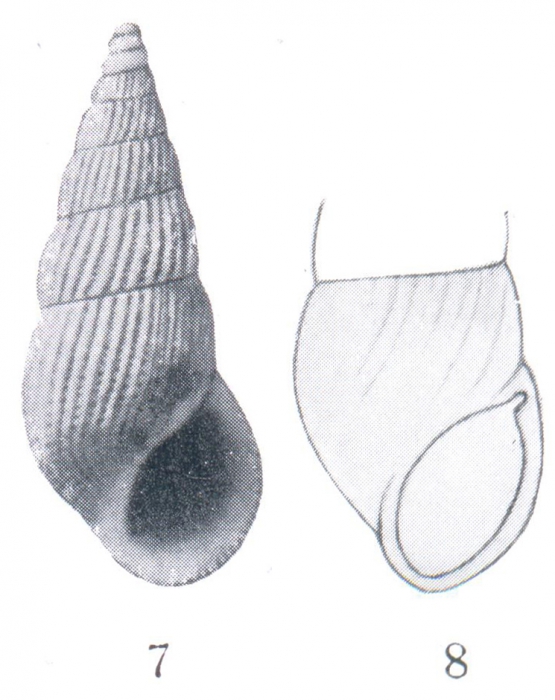 Rissoina (Mirarissoina) lepida Woodring, 1928 Rissoina (Mirarissoina) lepida Woodring, 1928