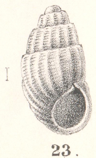 Rissoina epentroma Melvill, 1896