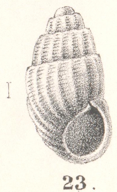 Rissoina epentroma Melvill, 1896 Rissoina epentroma Melvill, 1896