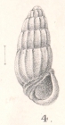  Rissoina pachystoma Melvill, 1896
