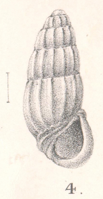 Rissoina pachystoma Melvill, 1896 Rissoina pachystoma Melvill, 1896