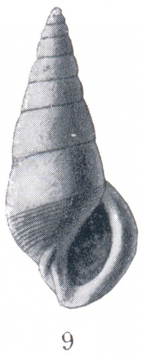 Rissoina (Mirarissoina) xesta Woodring, 1928 Rissoina (Mirarissoina) xesta Woodring, 1928