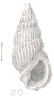 Rissoina filicostata Preston, 1905