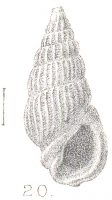 Rissoina filicostata Preston, 1905 Rissoina filicostata Preston, 1905