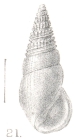 Rissoina lankaensis Preston, 1905