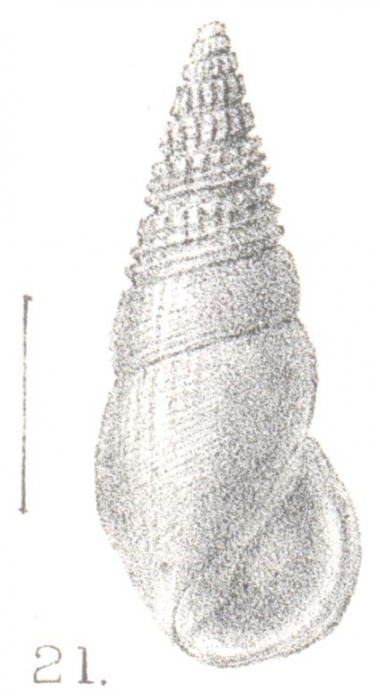 Rissoina lankaensis Preston, 1905 Rissoina lankaensis Preston, 1905