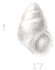 Rissoina pellucida Preston, 1905