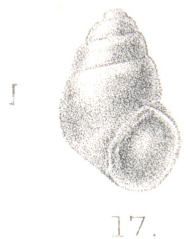 Rissoina pellucida Preston, 1905 Rissoina pellucida Preston, 1905