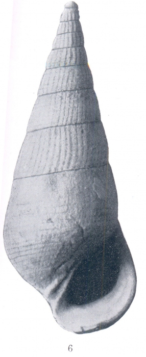 Rissoina (Zebinella) oligopleura Woodring, 1928 Rissoina (Zebinella) oligopleura Woodring, 1928