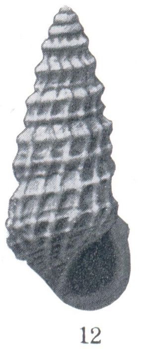 Rissoina (Phosinella) pyrgus Woodring, 1928 Rissoina (Phosinella) pyrgus Woodring, 1928