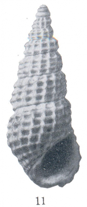 Rissoina (Phosinella) rituola Woodring, 1928