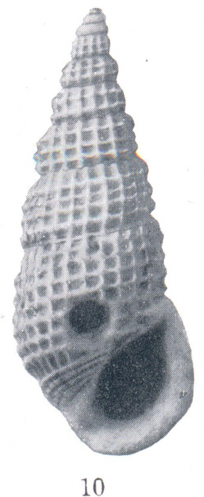 Rissoina (Phosinella) guppyi Cossmann, 1921