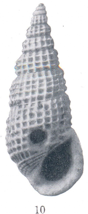 Rissoina (Phosinella) guppyi Cossmann, 1921 Rissoina (Phosinella) guppyi Cossmann, 1921