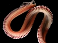 Polychaeta (bristle worms)