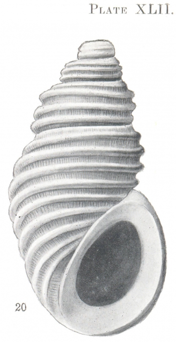 Rissoina carpentariensis Hedley, 1914 