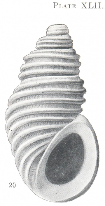 Rissoina carpentariensis Hedley, 1914 Rissoina carpentariensis Hedley, 1914
