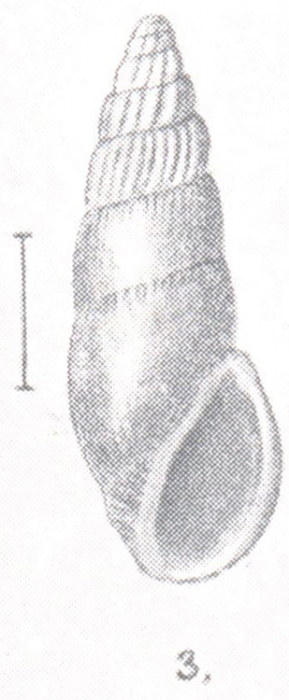 Rissoina laeta Preston, 1908 Rissoina laeta Preston, 1908