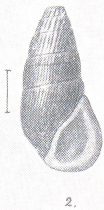 Rissoina cylindrica Preston, 1908 (Zebinella c.)