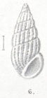 Rissoina warnefordiae Preston, 1908