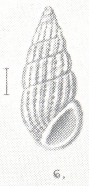 Rissoina warnefordiae Preston, 1908 Rissoina warnefordiae Preston, 1908