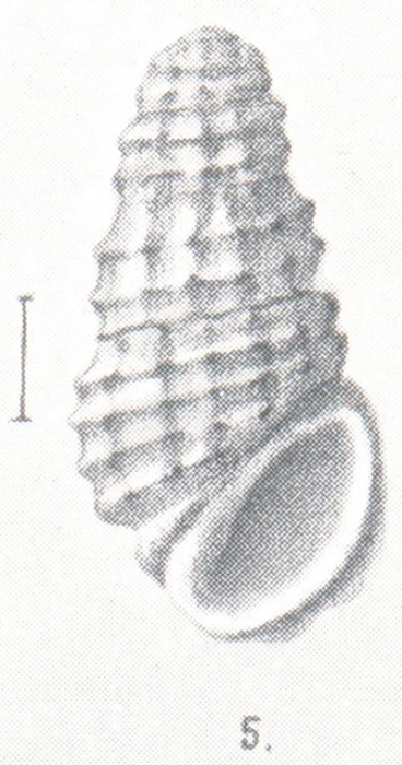 Rissoina sculpturata Preston, 1908 Rissoina sculpturata Preston, 1908