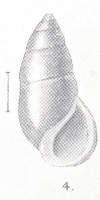 Zebina pupiniformis Preston, 1908