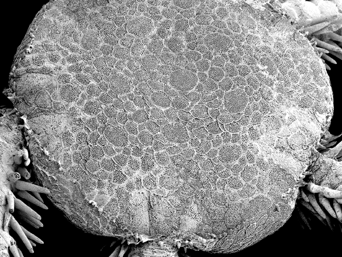 Ophienigma spinilimbatum Ophienigma spinilimbatum