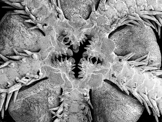 Ophienigma spinilimbatum Ophienigma spinilimbatum